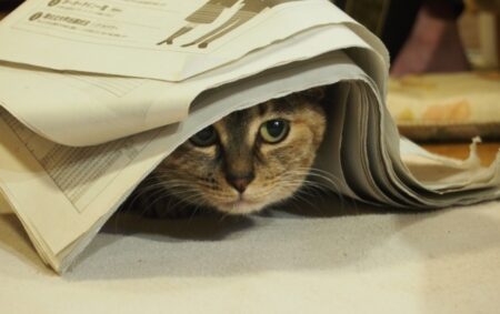 【笑】プリンターの前を陣取り動きを見張る猫！おっかなびっくりさがカワイイｗｗｗｗ