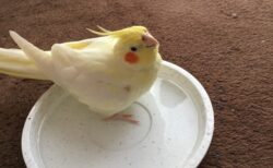 【ぴとっ】何故か手にそっと寄り添ってくるインコ、たまらんｗｗｗｗ