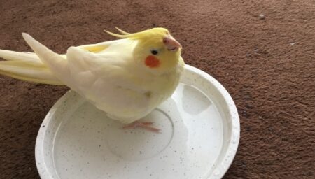 【ぴとっ】何故か手にそっと寄り添ってくるインコ、たまらんｗｗｗｗ