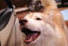 【仲良し】柴犬のことが好きすぎるハスキー、くっつきすぎるｗｗｗｗ