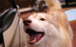 【仲良し】柴犬のことが好きすぎるハスキー、くっつきすぎるｗｗｗｗ