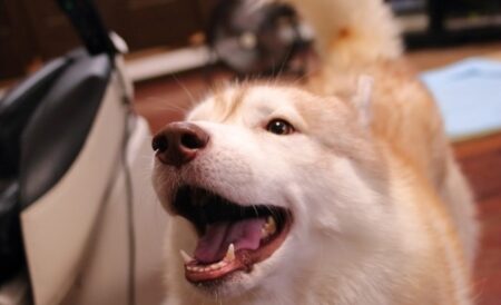 【仲良し】柴犬のことが好きすぎるハスキー、くっつきすぎるｗｗｗｗ