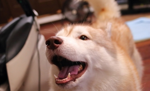 【仲良し】柴犬のことが好きすぎるハスキー、くっつきすぎるｗｗｗｗ