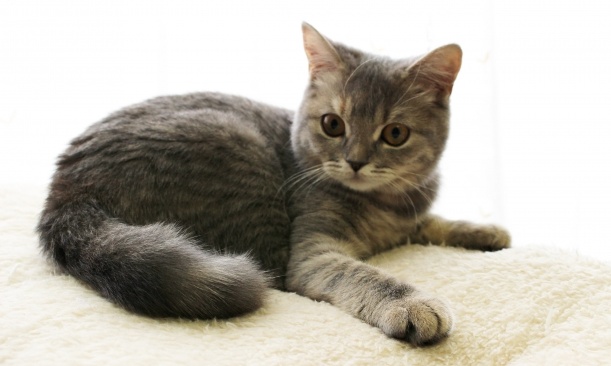 【！！！】自分のしっぽの存在に気づいた猫、パニックにｗｗｗｗ