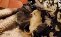 【ひゃー】母ニワトリの翼をそっとめくってみると・・・可愛いヒヨコ