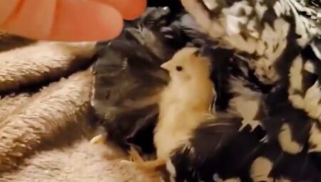 【ひゃー】母ニワトリの翼をそっとめくってみると・・・可愛いヒヨコ