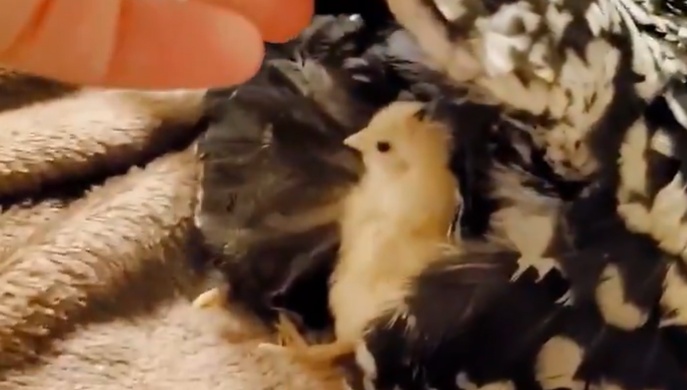 【ひゃー】母ニワトリの翼をそっとめくってみると・・・可愛いヒヨコ