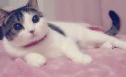 【ﾆｬｰ!!!!】「抱っこしてぇ～」全力で甘える美人猫、こんなのされたらたまらない！