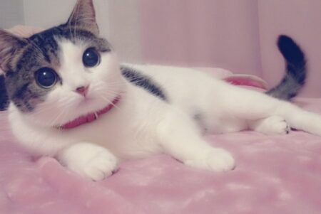 【ﾆｬｰ!!!!】「抱っこしてぇ～」全力で甘える美人猫、こんなのされたらたまらない！