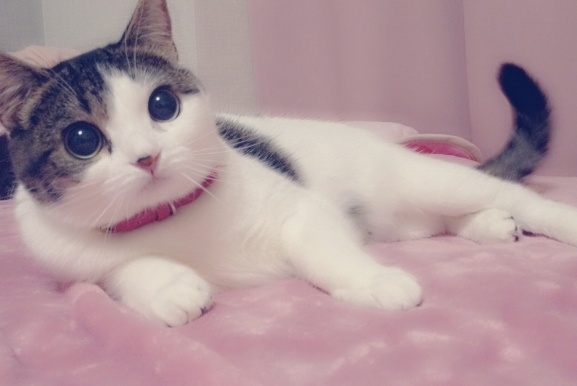 【ニャー!!!!】「抱っこしてぇ~」全力で甘える美人猫、こんなのされたらたまらない!