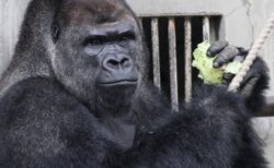 【爆笑】ゴリラ専用キーボードが面白すぎる！