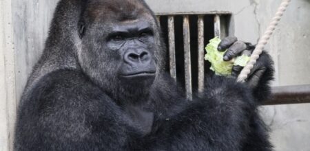 【爆笑】ゴリラ専用キーボードが面白すぎる！