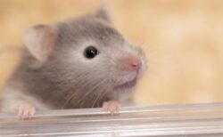 【笑】「人をダメにするソファー」にハムスターを乗せてみたら・・・