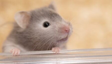 【笑】「人をダメにするソファー」にハムスターを乗せてみたら・・・