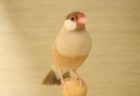【ぴょこっ】靴下の中からヒョコッと顔を出す文鳥。もぐらたたきかな？