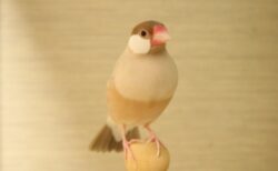 【ぴょこっ】靴下の中からヒョコッと顔を出す文鳥。もぐらたたきかな？