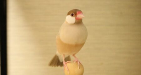 【ぴょこっ】靴下の中からヒョコッと顔を出す文鳥。もぐらたたきかな？