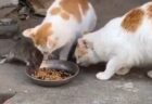 【笑】食事中のねこさん。とつぜん隣で食べ始めるネズミに困惑・・・