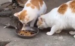 【笑】食事中のねこさん。とつぜん隣で食べ始めるネズミに困惑・・・