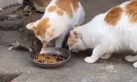 【笑】食事中のねこさん。とつぜん隣で食べ始めるネズミに困惑・・・