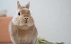 【ぽて】耐えられず寝落ちしちゃうウサギ、慌てて起き上がるｗｗｗｗ