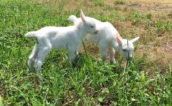 【いやぁぁぁぁ！】歩きたくないけど抱っこもされたくないヤギの赤ちゃんが可愛すぎる！