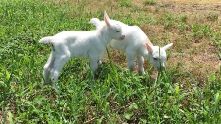 【いやぁぁぁぁ！】歩きたくないけど抱っこもされたくないヤギの赤ちゃんが可愛すぎる！