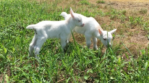 【いやぁぁぁぁ！】歩きたくないけど抱っこもされたくないヤギの赤ちゃんが可愛すぎる！