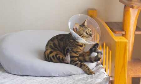 【シンデレラフィット】エリザベスカラーのサイズが合わない猫、どん兵衛カップにしたらｗ