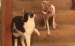 【笑】理不尽な猫パンチで日頃の鬱憤が爆発した犬と困惑する猫ｗｗｗｗ