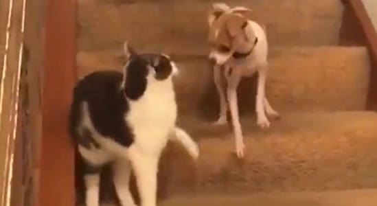 【笑】理不尽な猫パンチで日頃の鬱憤が爆発した犬と困惑する猫ｗｗｗｗ