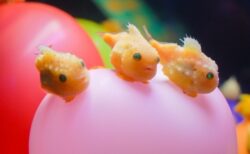 魚界の癒し系「フウセンウオ」が超最高　見てるだけで平和な気分ｗ