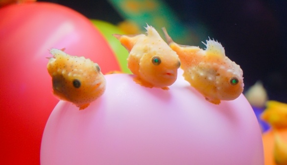 魚界の癒し系「フウセンウオ」が超最高　見てるだけで平和な気分ｗ