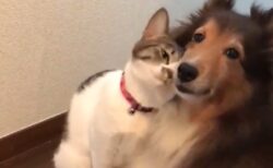 犬のことが大好きすぎる猫、愛情表現がすごいｗｗｗｗ