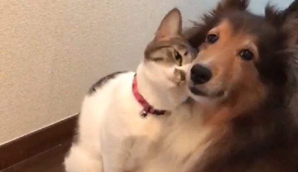 犬のことが大好きすぎる猫、愛情表現がすごいwwww