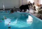 【ｗ】プールにテンション爆上げ！大喜びする犬集団が話題に