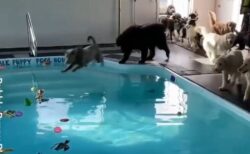 【ｗ】プールにテンション爆上げ！大喜びする犬集団が話題に