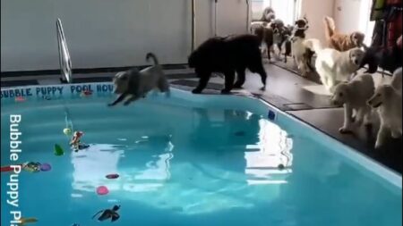 【ｗ】プールにテンション爆上げ！大喜びする犬集団が話題に