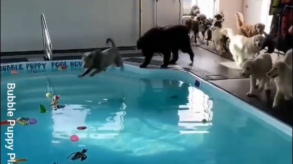 【ｗ】プールにテンション爆上げ！大喜びする犬集団が話題に