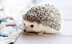 【えｗ】チップスターの容器にハマるハリネズミたちが可愛すぎる！