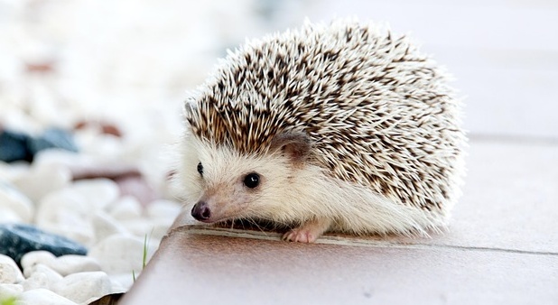 【えｗ】チップスターの容器にハマるハリネズミたちが可愛すぎる！