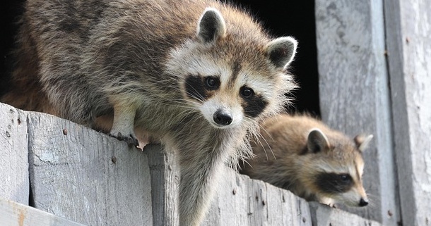 【えw】猫に気づかれないよう‥のそのそ近づくアライグマ、しっぽがたまらなく可愛いw