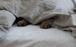 【動画】飼い主のふところにもぐりこみ甘える美人猫さんが話題「正直うらやましい‥」「可愛い！」