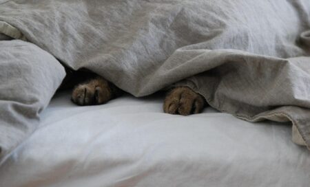 【動画】飼い主のふところにもぐりこみ甘える美人猫さんが話題「正直うらやましい‥」「可愛い！」