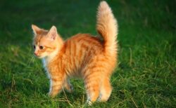 【えｗ】人に警戒MAXの猫、ウニみたいで話題に「ごめん、かわいいｗ」