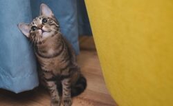 【えｗ】やたらとよく喋る美人猫さんが発見される！