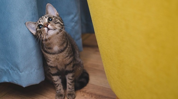 【えｗ】やたらとよく喋る美人猫さんが発見される！