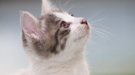 「マルバツゲーム」をする猫ちゃんがすごい。賢すぎる！