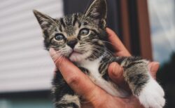 甘え上手の猫15匹、羨ましいー！