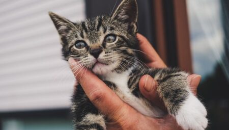 甘え上手の猫15匹、羨ましいー！